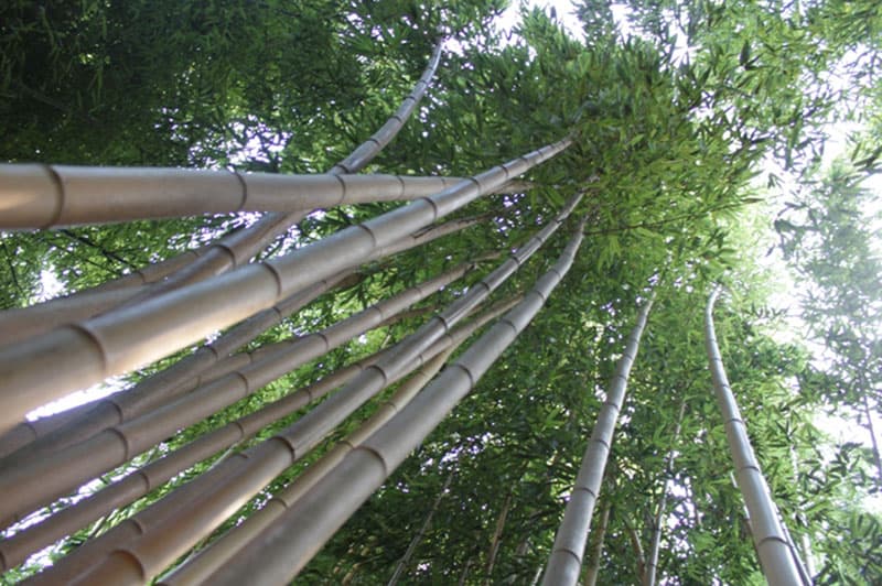 bambouseraie Anduze à 45mn